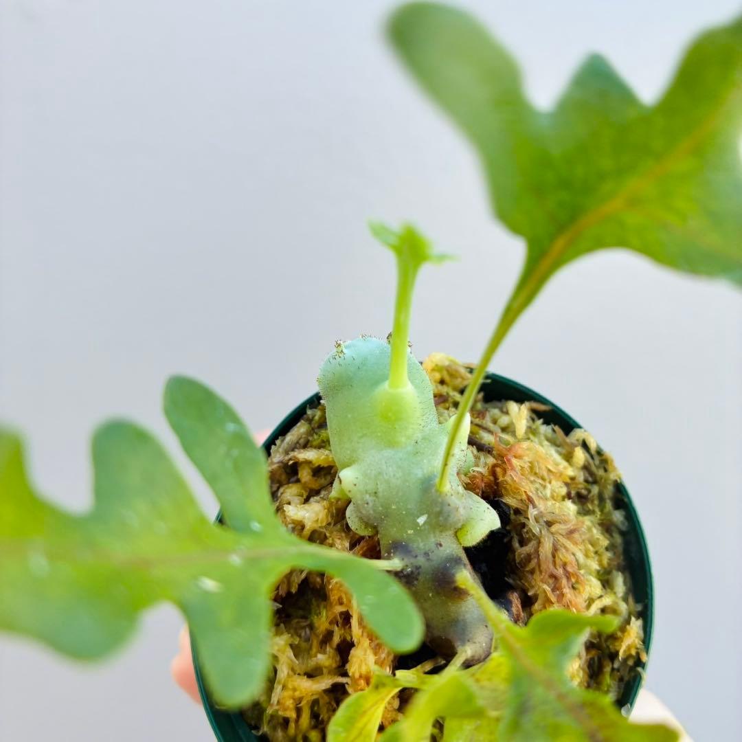 希少・美麗】レカノプテリス バルゴイ ノーススラウェシ - メルカリ