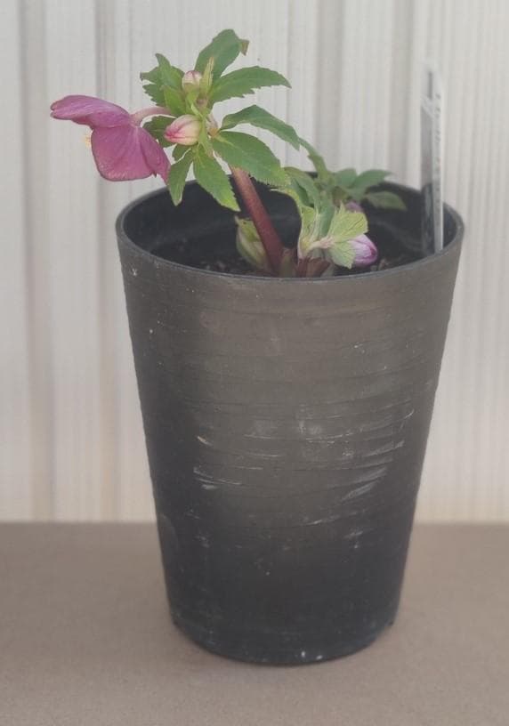 クリスマスローズ パープルベインSD（多分オーレア） おまけ交配