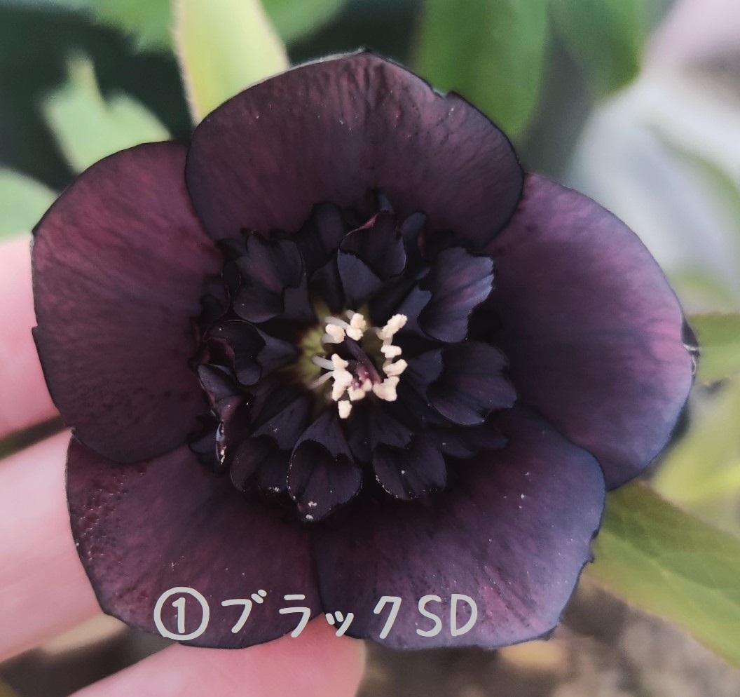 クリスマスローズ パープルベインSD（多分オーレア） おまけ交配