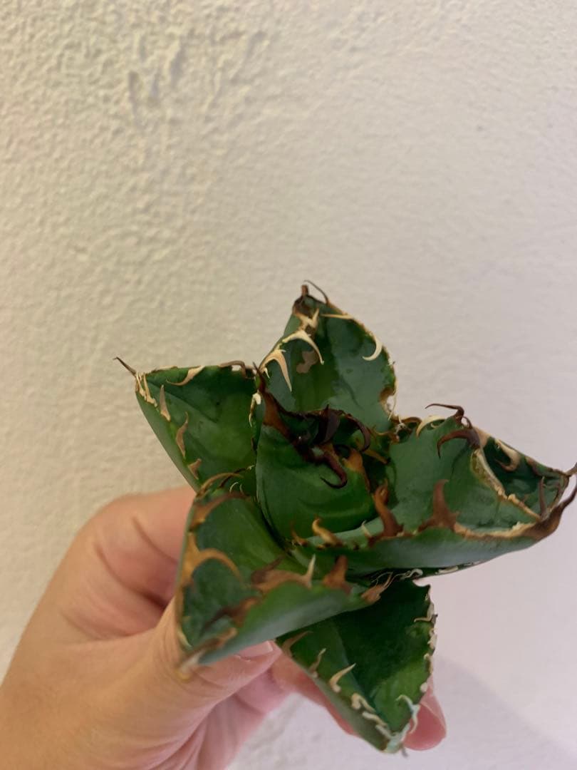 【goodtaniku】GTオアハカ実生＋2x「おまけ実生2点付き」