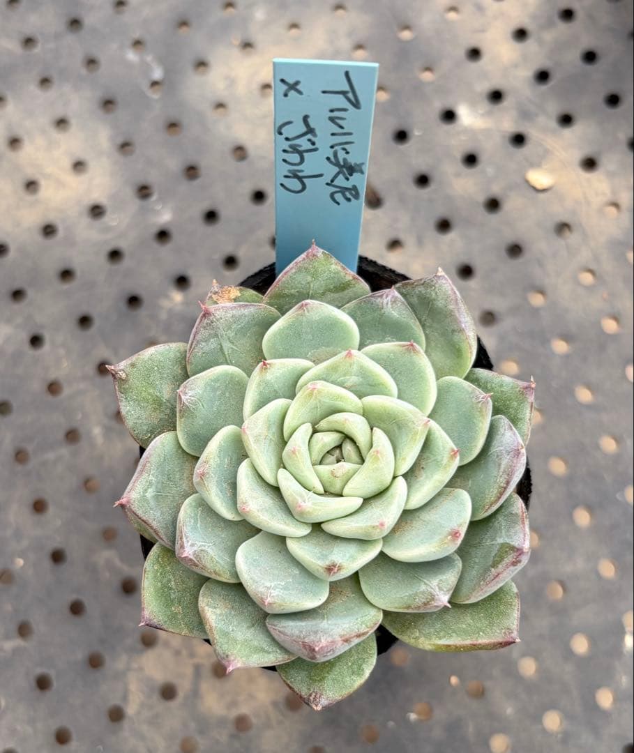 紫紺の矢 ミックスベリア おらいさん苗 抜き苗 多肉植物 - メルカリ