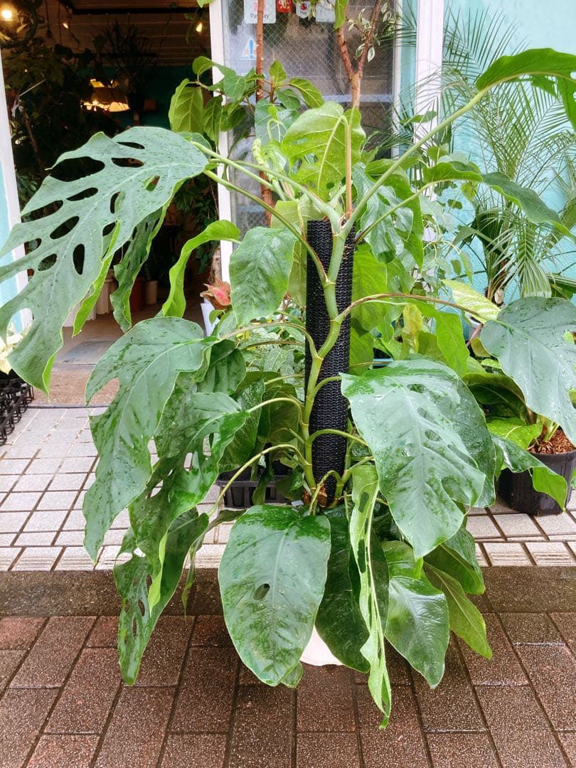 モンステラ デュビア 希少 送料無料