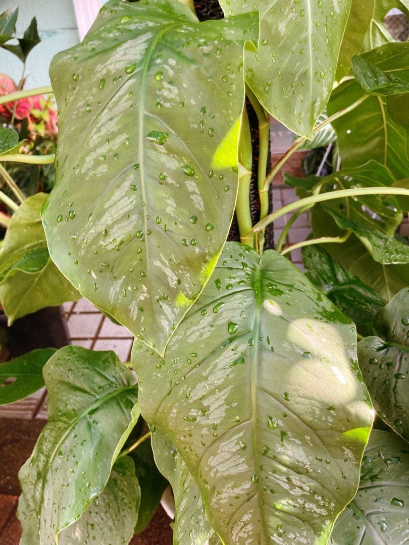 モンステラ デュビア 希少 送料無料