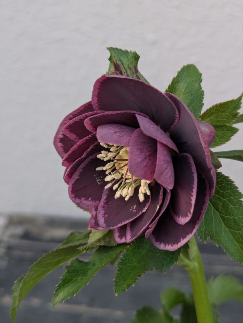 野田園芸/クリスマスローズシングルフォトギャラリー 【野田園芸