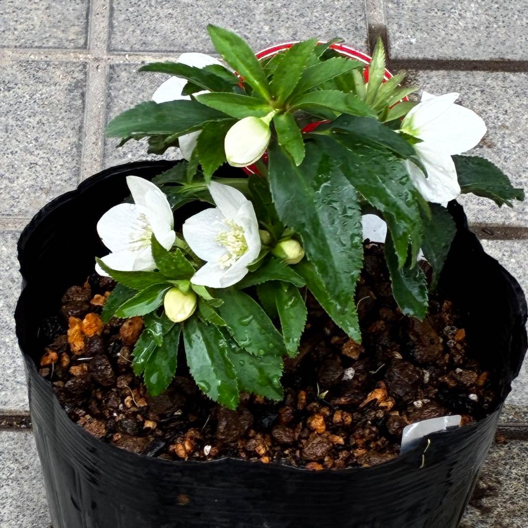 小*夏様 3448☘️花、タグ付☘️⭐️ベビードール⭐️超小輪⭐️超コンパクト⭐