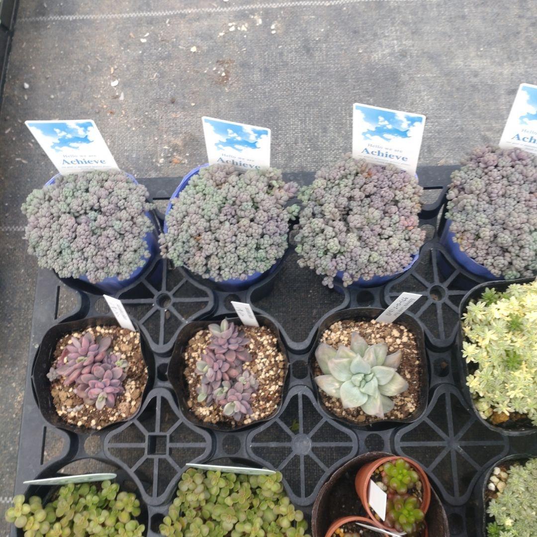 ✿Mi_Hi☘さん専用