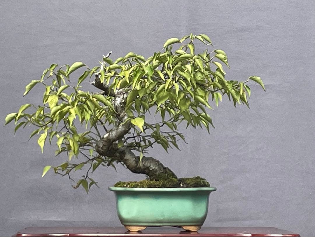 三河盆栽 甲州野梅 コウシュウヤバイ 梅 ウメ 盆栽