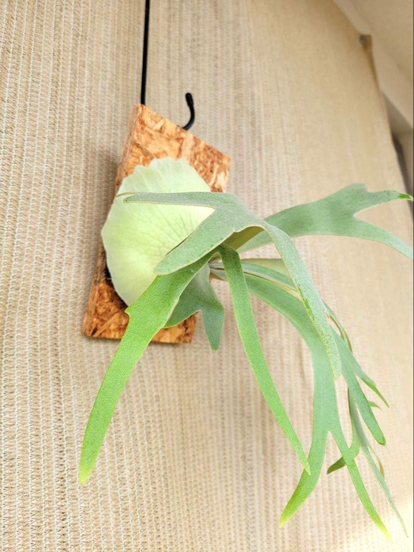 P. willinckii '月光' (月光爪哇) OCの株分け子株(pup) - メルカリ