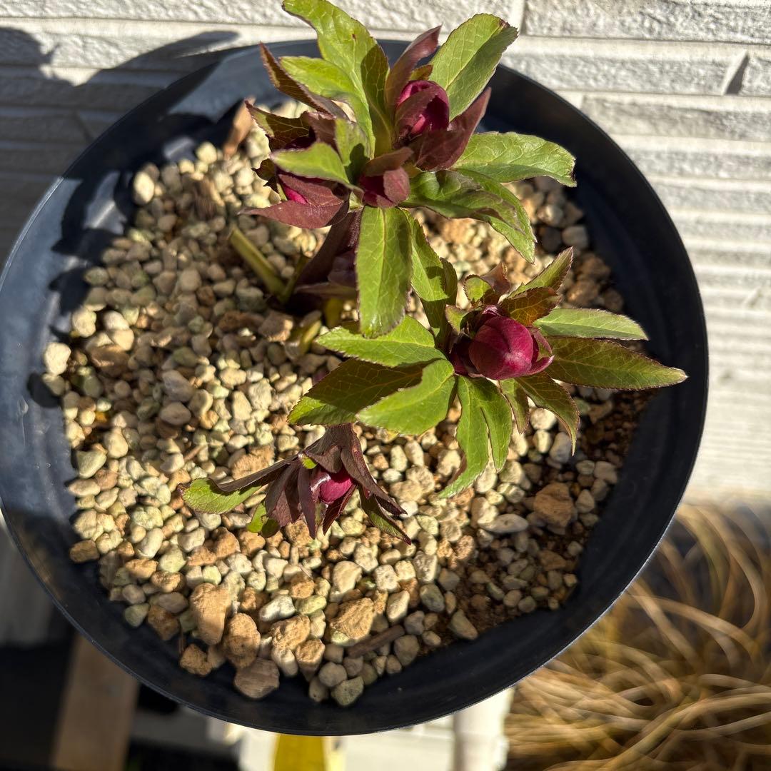 ま*い様 クリスマスローズ 蕾多数 ピンク