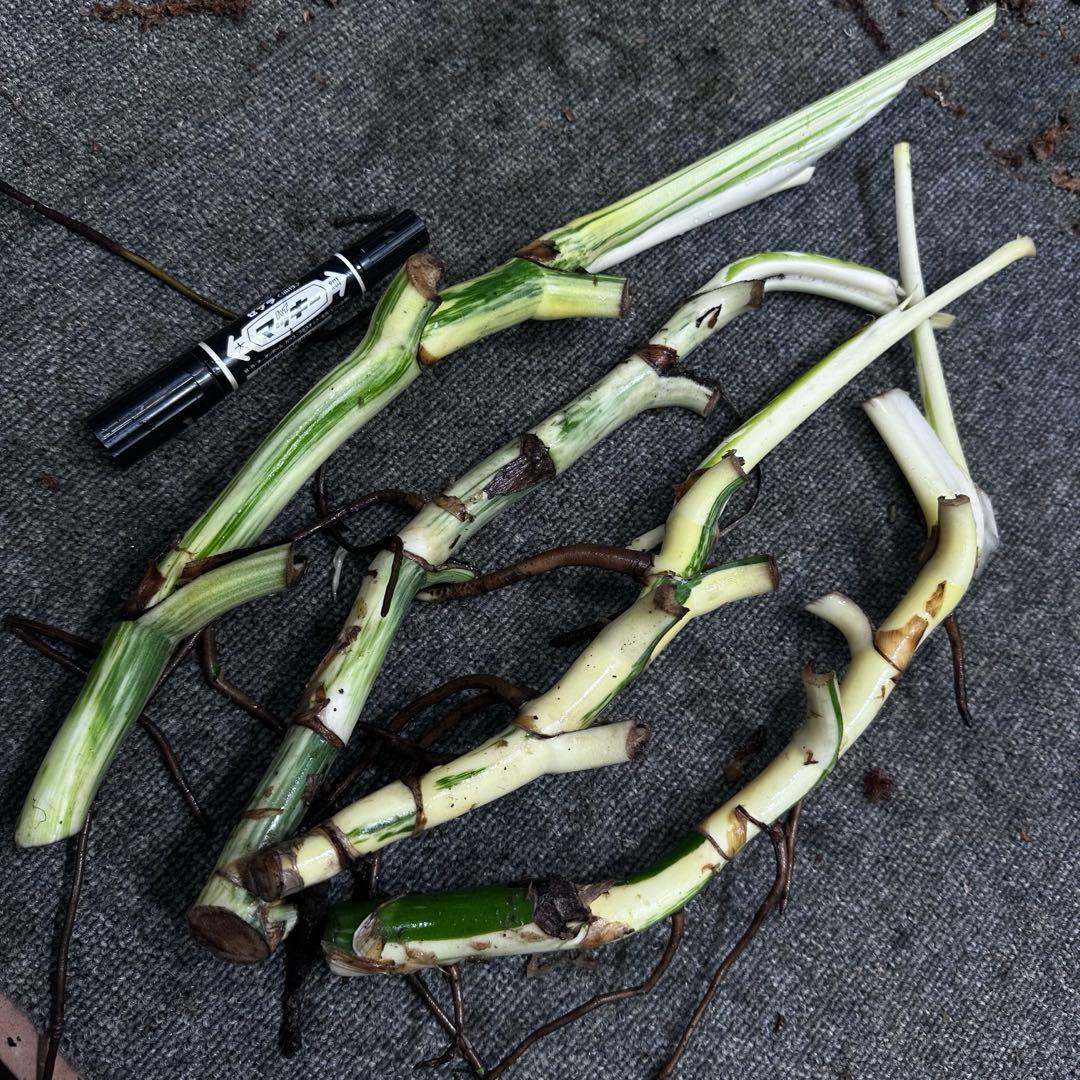 斑入りモンステラホワイトタイガー茎4株おまとめ - メルカリ