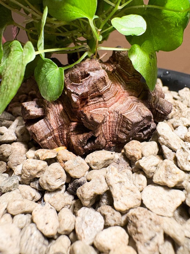 丸型良型】No.7アフリカ亀甲竜 実生 幅5cm 将来有望 - メルカリ
