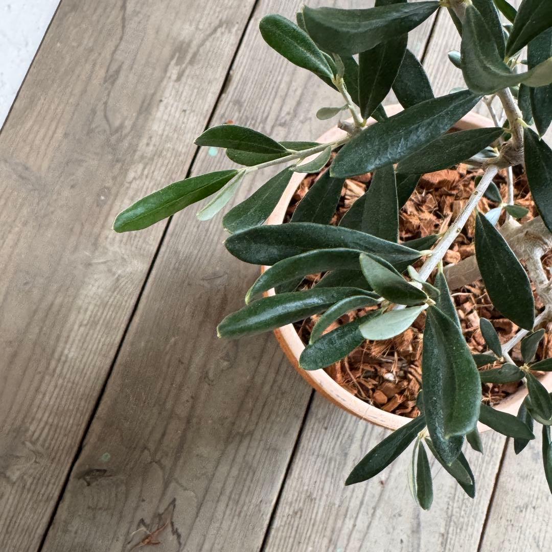 オリーブの木 イタリア製 テラコッタ植木 エルグレコ H120 - メルカリ