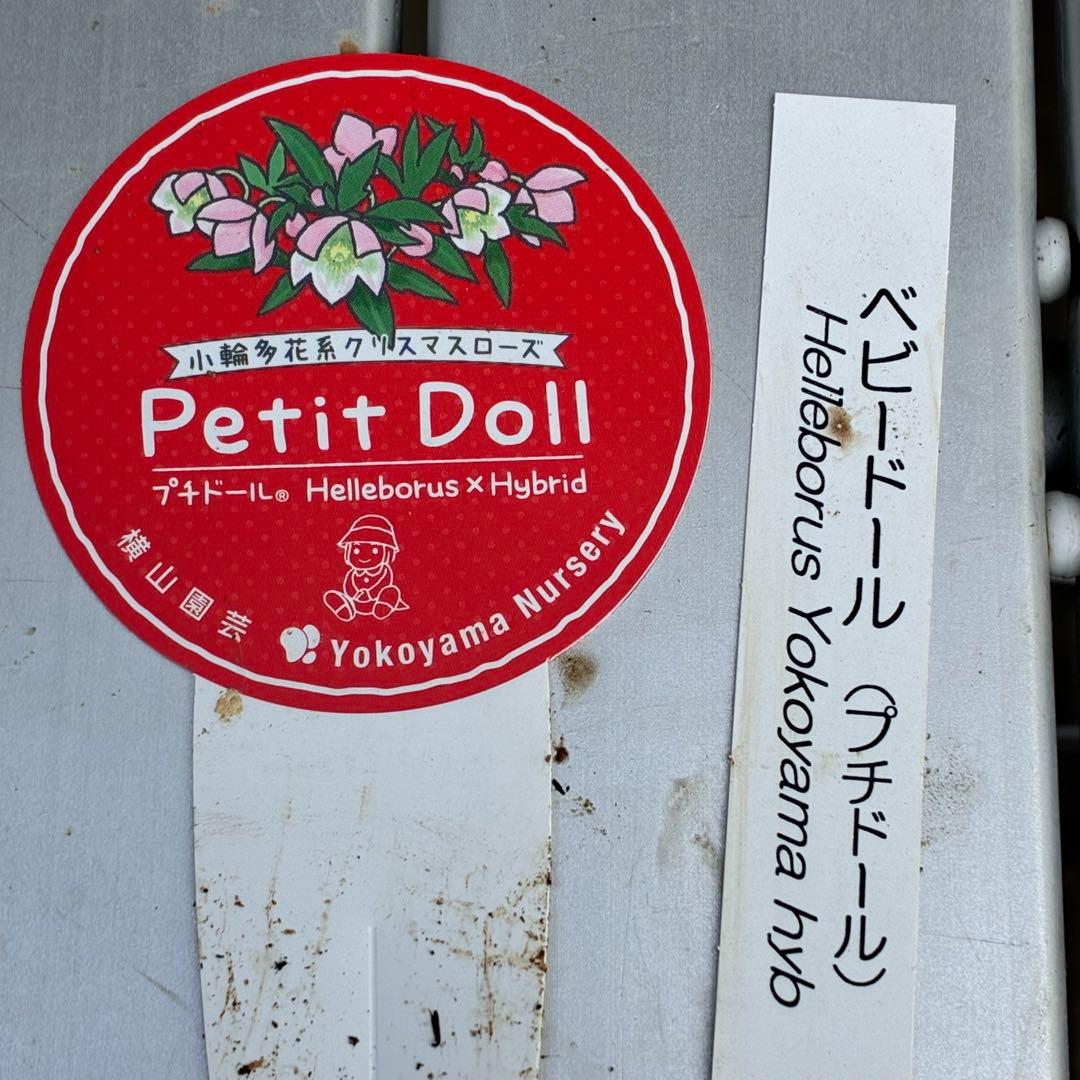 ヒ*イ様 ☘️限定1株☘️未株分け☘️花付き☘️タグ付き☘️3363⭐️ベビード