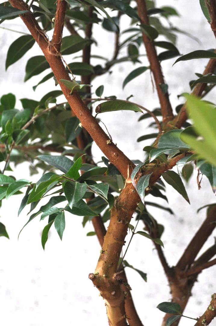 花芽付き ジャボチカバ 10号 160cm 大葉 四季生り - メルカリ