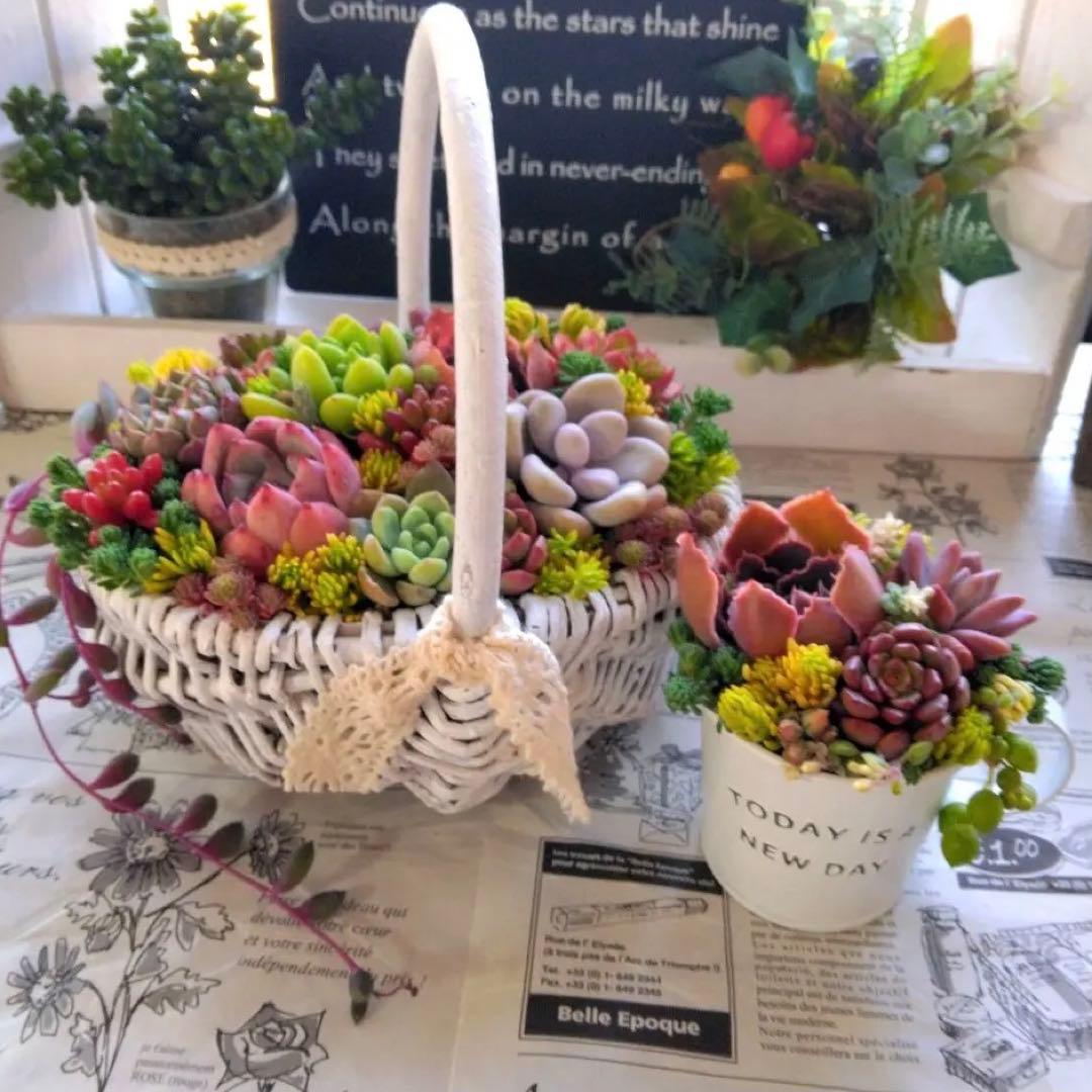 多肉植物♡そのまま飾れる寄せ植え＊º*.:春色2点セット:.＊~♬ - メルカリ