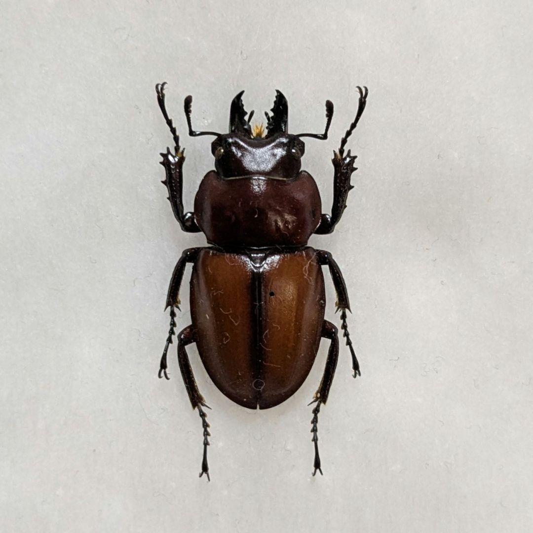 標本　規制前野外品チャイロマルバネクワガタ27mm 標本 規制前野外品 ヤエヤママルバネクワガタ 石垣島56mm - メルカリ
