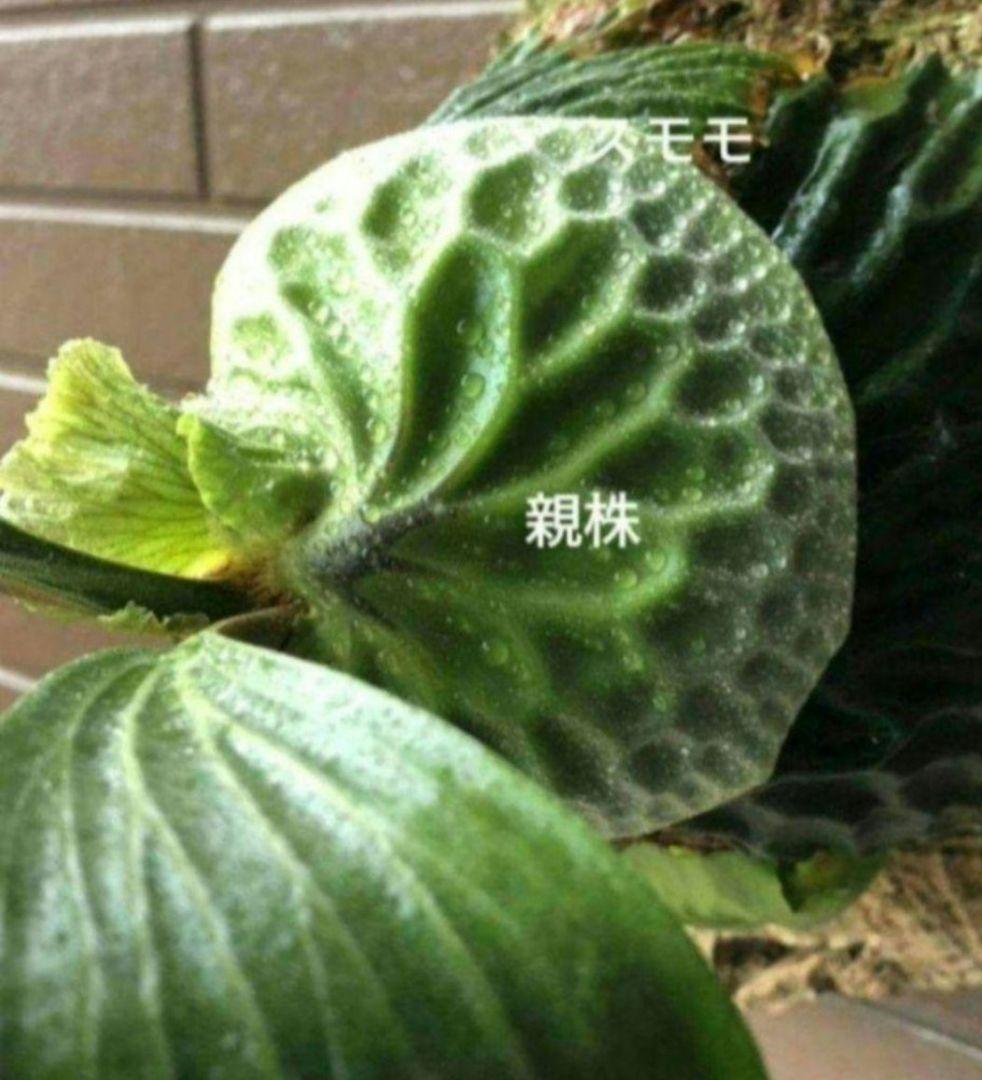 Madagascariense (oc)株分 NO.27 マダガスカリエンセ