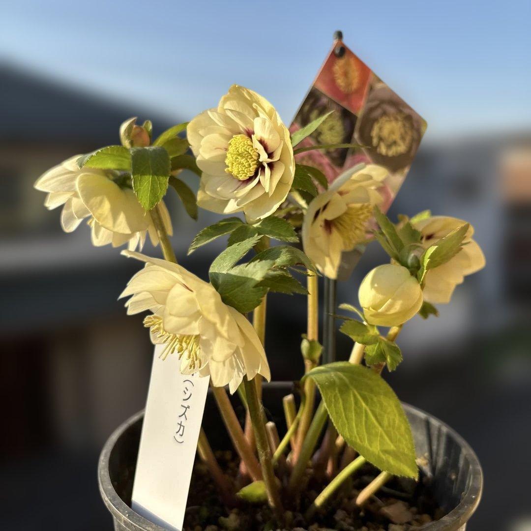 まい様ご依頼品 魔入りました！入間くん ダブルミラー evil collection 入間 | 魔入り