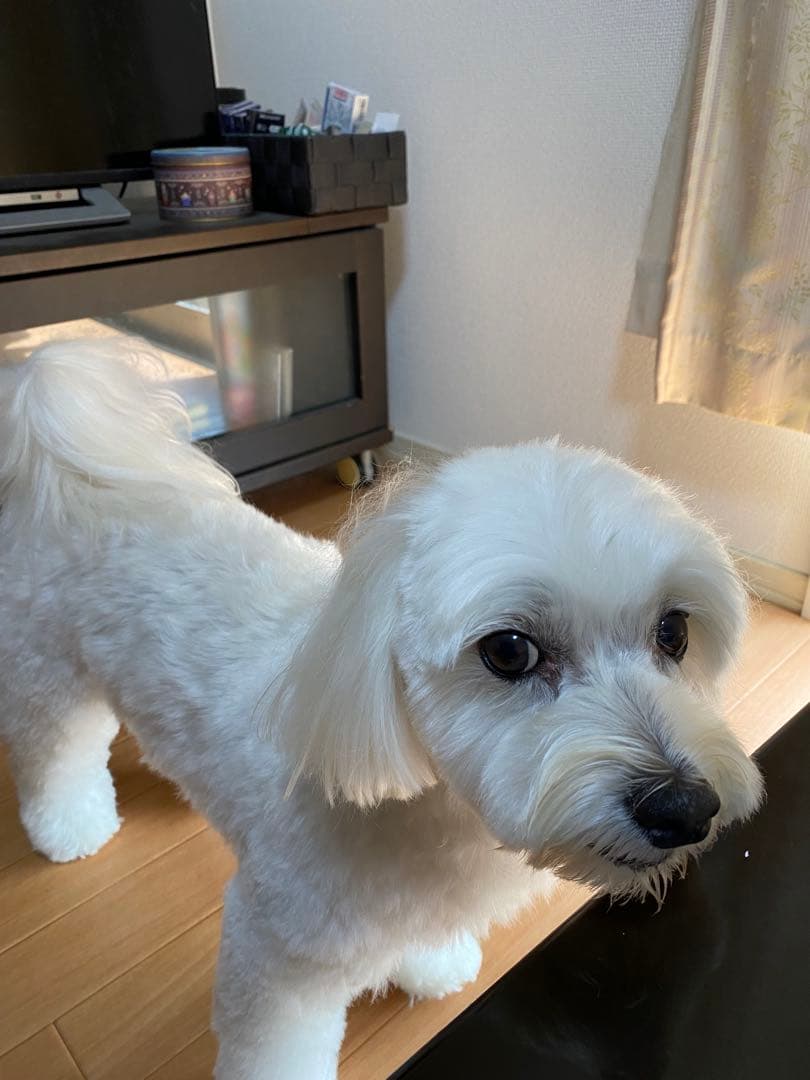 松本零士 サイン 大泉学園 除幕式 - メルカリ