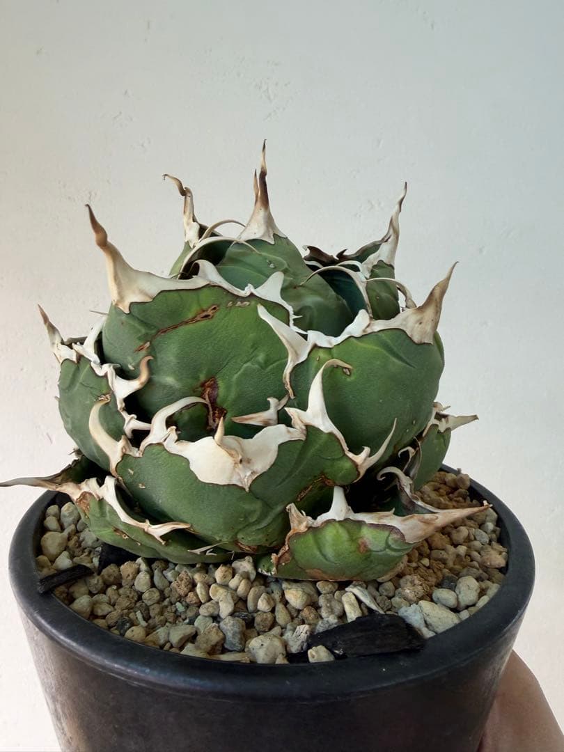 アガベ 大株セット【格安】 - アガベ低 価格 通販