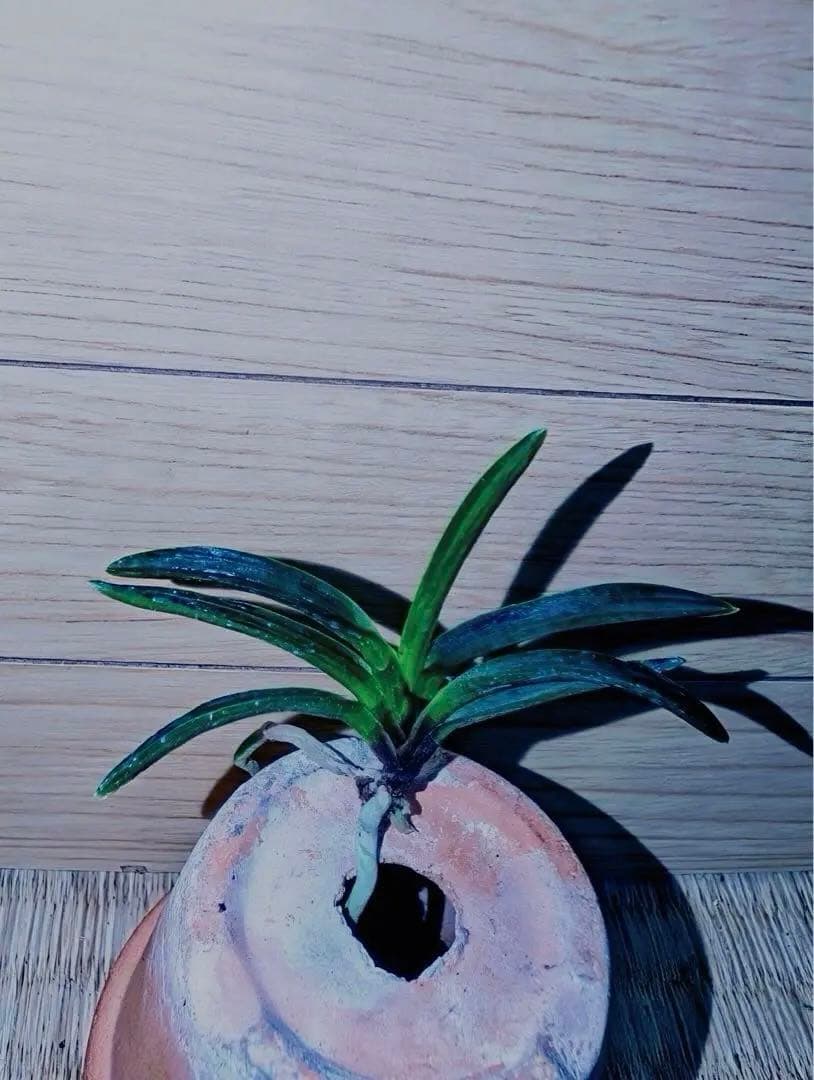 富貴蘭【漆黒牡丹】 | 富貴蘭を楽しんでブログ 富貴蘭「漆黒黒牡丹」