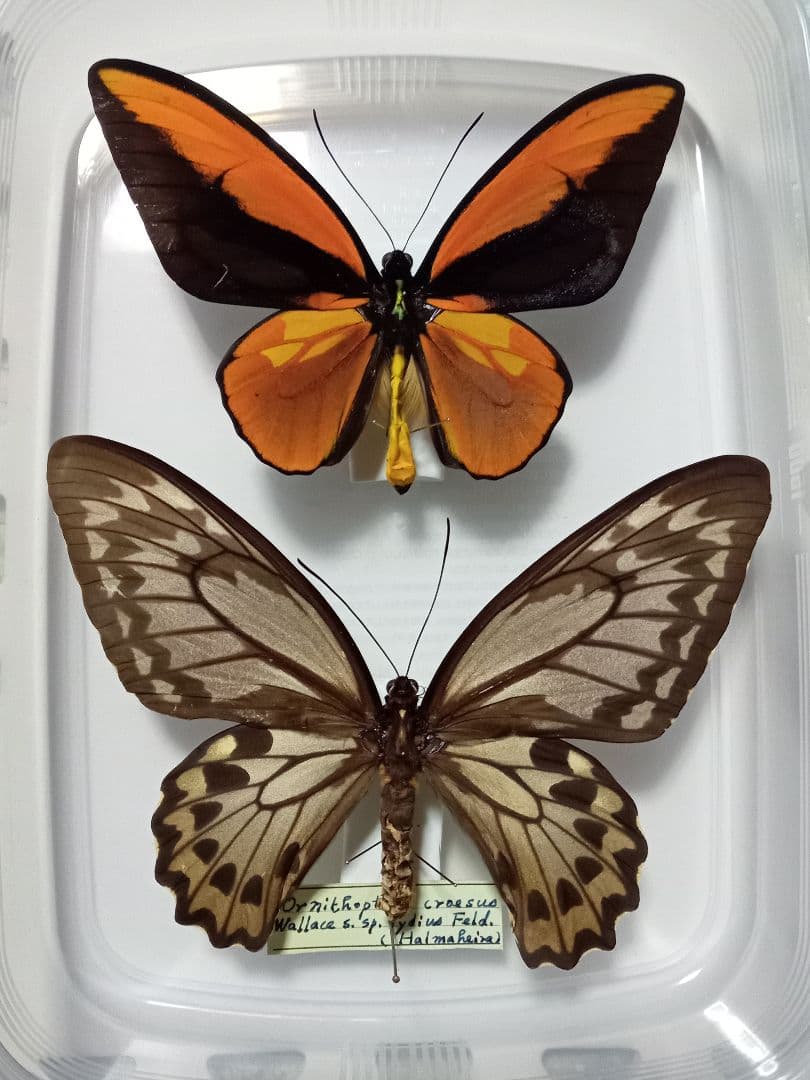 蝶標本 アカメガネトリバネアゲハ ペア - メルカリ