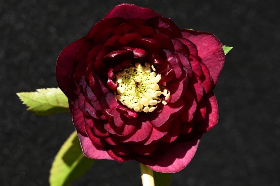 クリスマスローズ　認定シャガール　加藤農園 シャガール「2020 加藤農園さんのクリスマスローズ」のアルバム