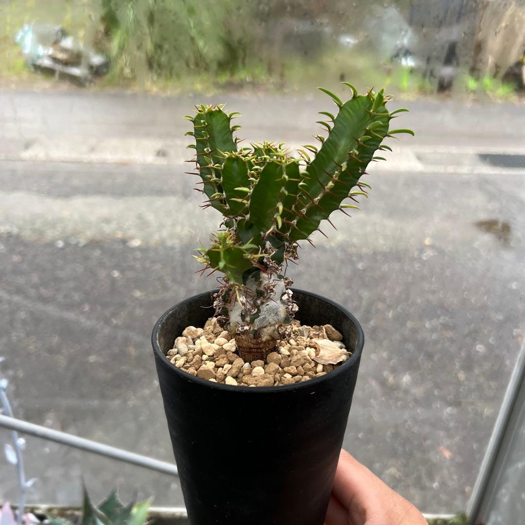 ユーフォルビア　ムランジーナ ユーフォルビア・ムランジーナ | Sun・Shepherd