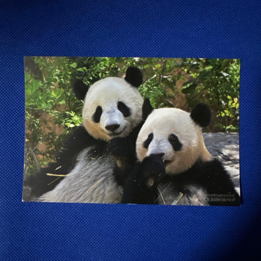 上野 松坂屋 シャオシャオレイレイ 毎日パンダさんの双子の思い出