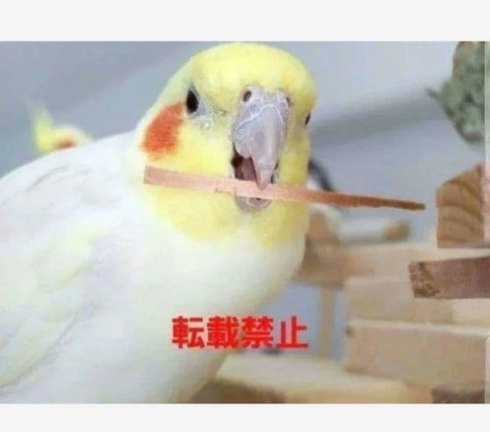 K345 インコ オオム カジカジ、ガジガジおもちゃセット かじり木