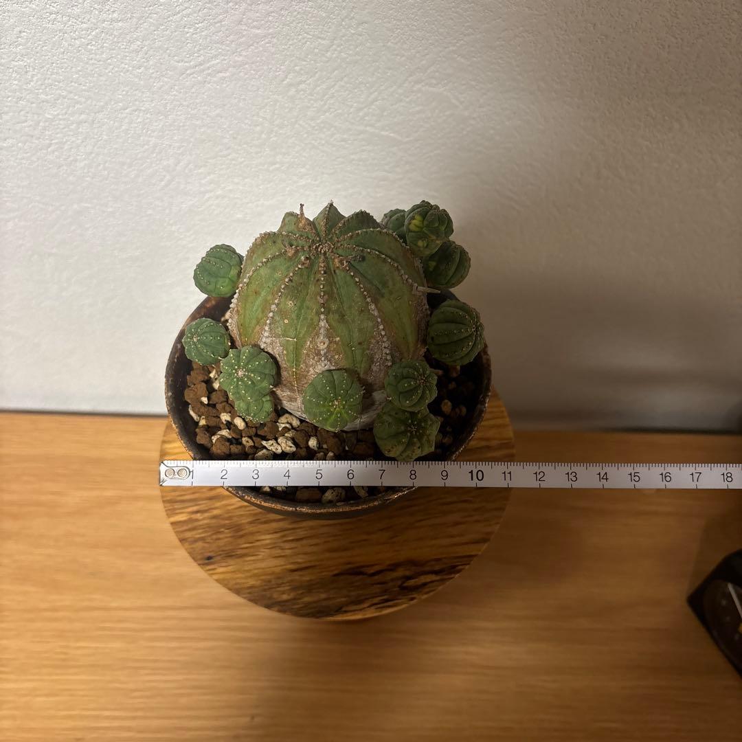 ト*ス様 オベサブロウ オベサ 木質化 鉢付き たけろうポット - メルカリ