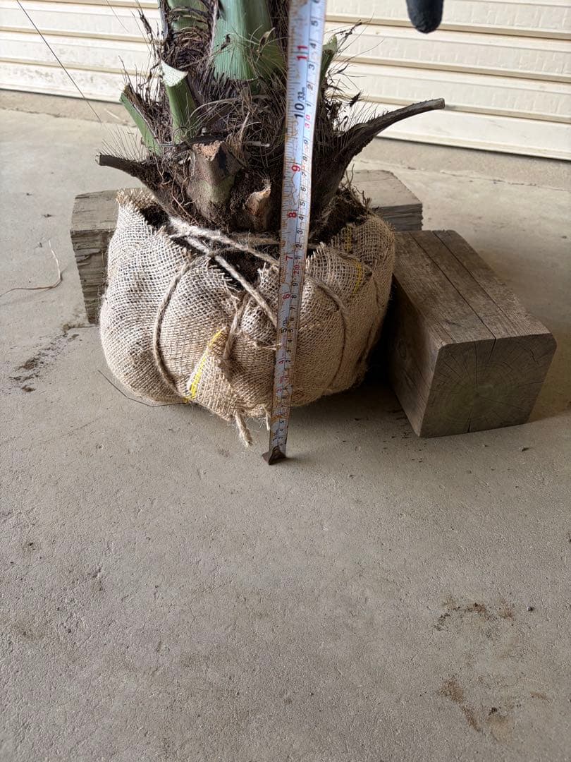 ココスヤシ 根鉢上から120cm - メルカリ