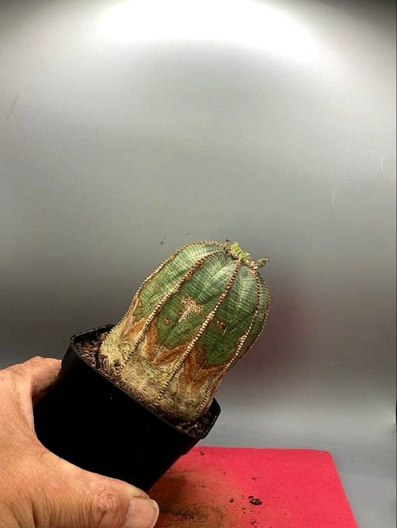 《3号WR》ユーフォルビア　オールド　オベサ　雌株