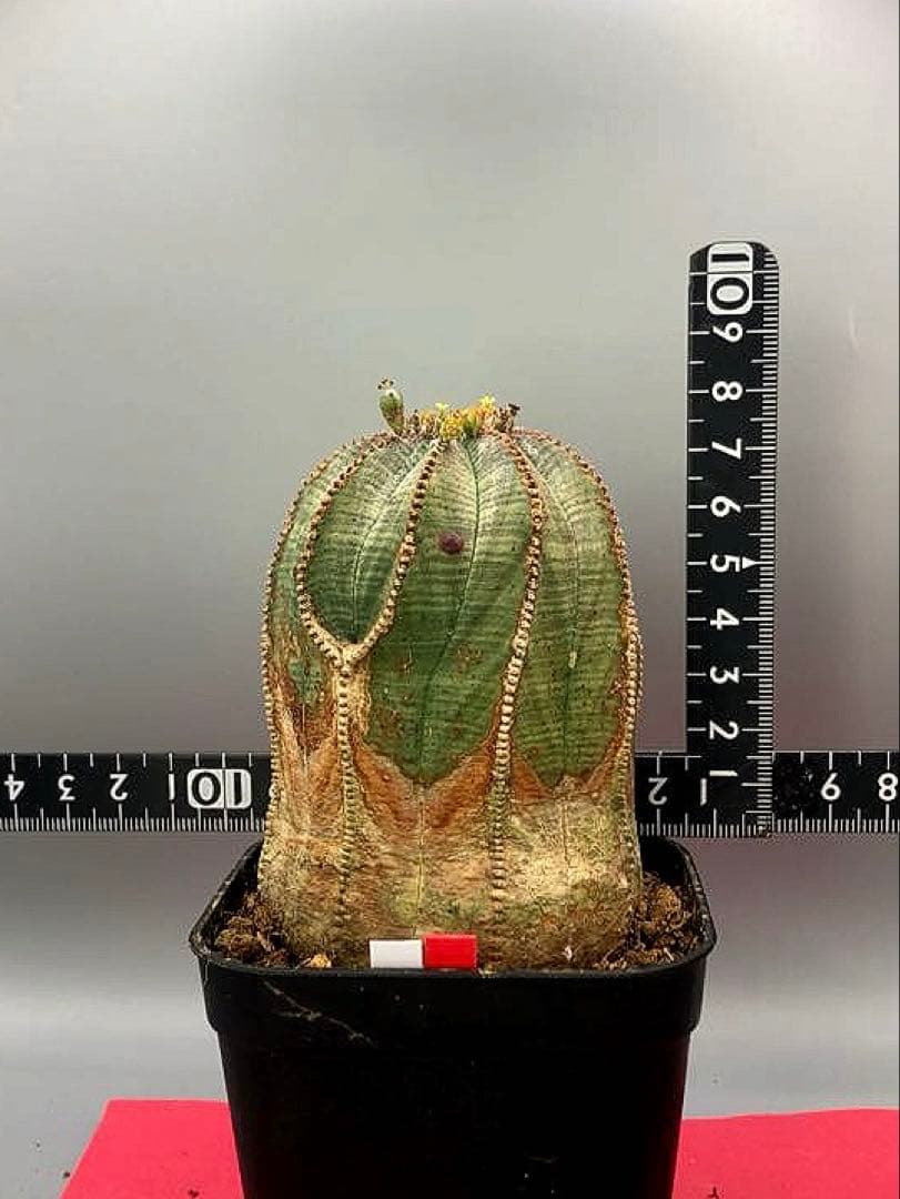 《3号WR》ユーフォルビア　オールド　オベサ　雌株