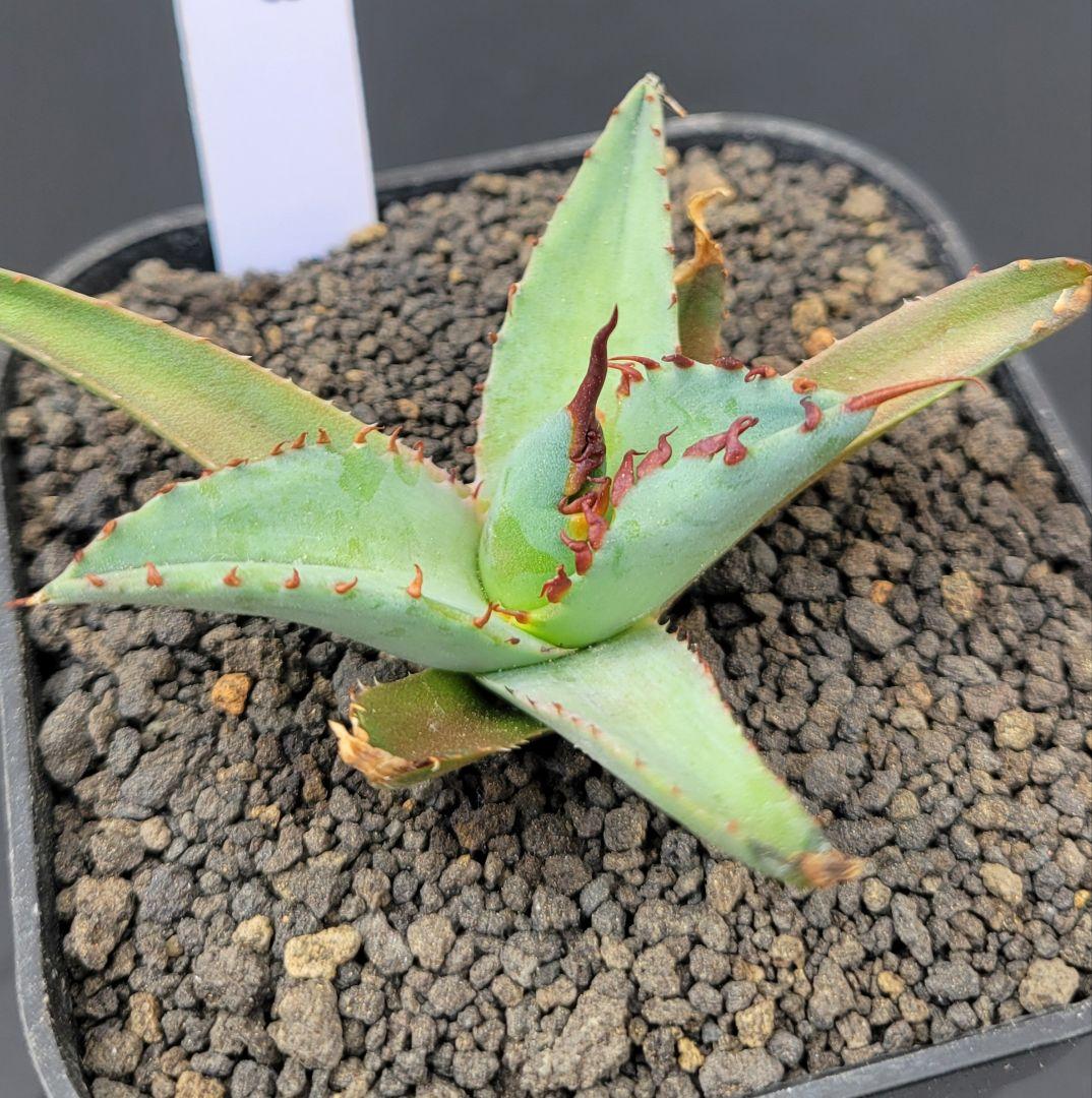 アガベ　エボリスピナ×BB（ブラック＆ブルー）ハイブリッド 我慢できずに植え替えてしまいました。 エボリスピナ×BB #agave