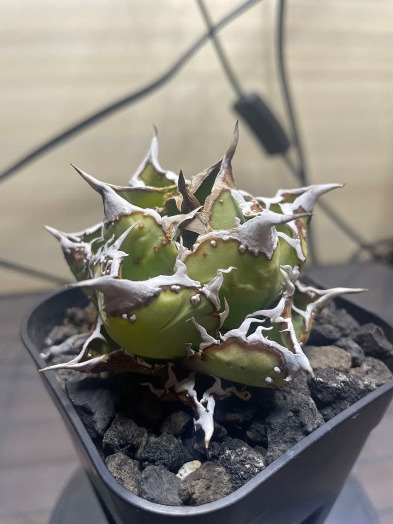 アガベ チタノタ 子株 ヨーロッパブツブツ 発根済み