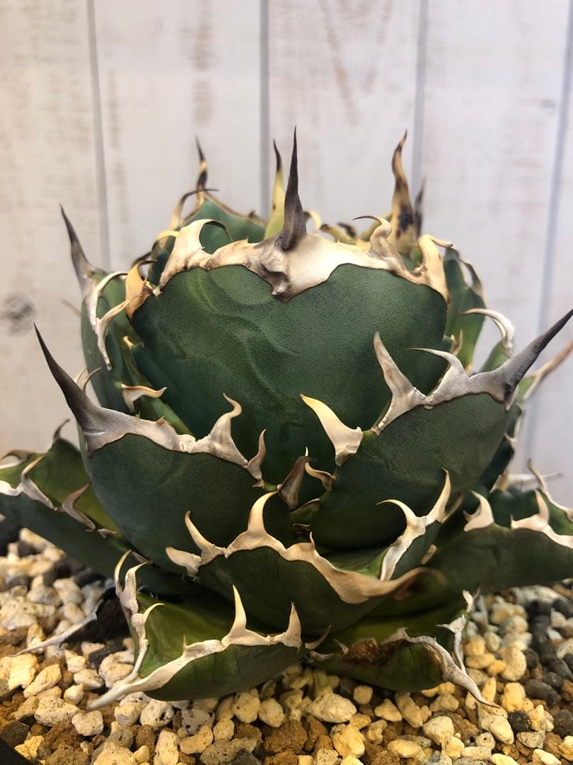 アガベ チタノタ ハデス Hades CJ-1 恐竜牙歯 優良血統 子株② - メルカリ