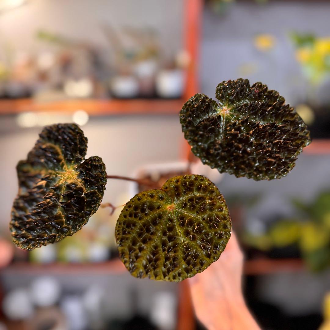 21 ベゴニア フェロックス 激レア トゲトゲ 希少植物 - メルカリ