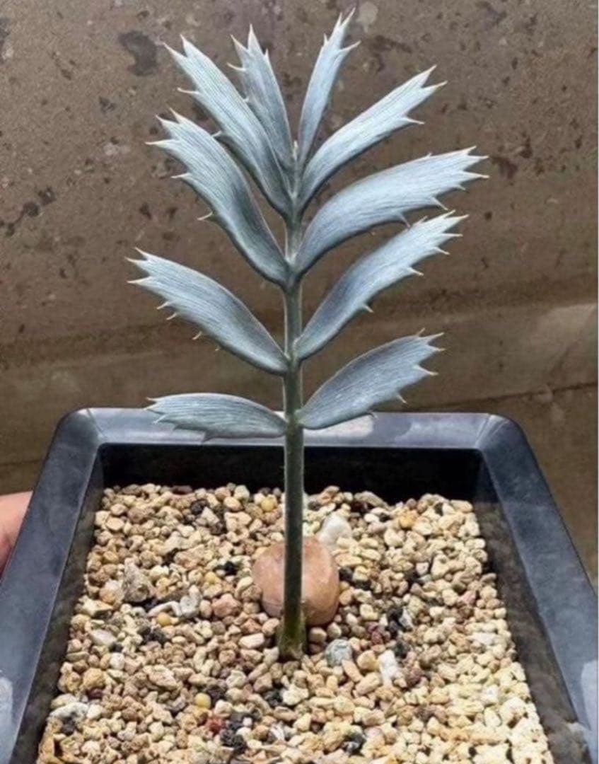 エンセファラルトス ホリダス 種子1粒（入荷は今年2月10日です - メルカリ