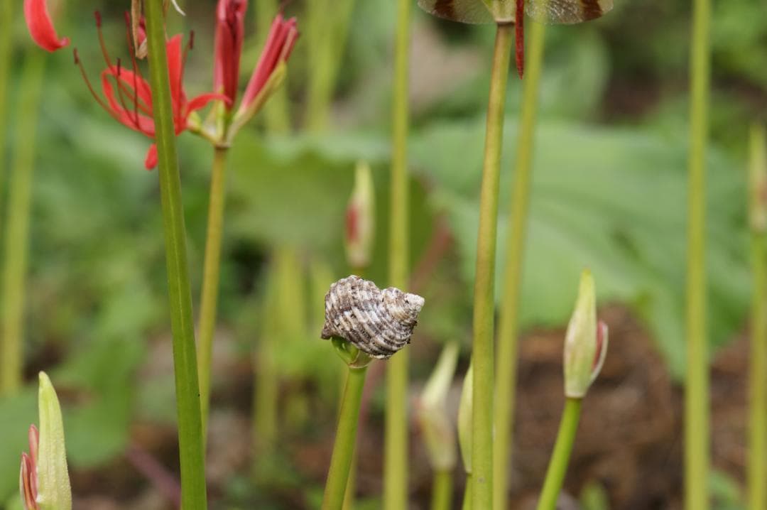 CANON キヤノン EF 28-135mm F3.5-5.6 IS USM