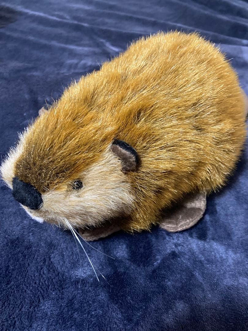 SUPER BEAVER ぬいぐるみ スーパービーバーちゃん - メルカリ