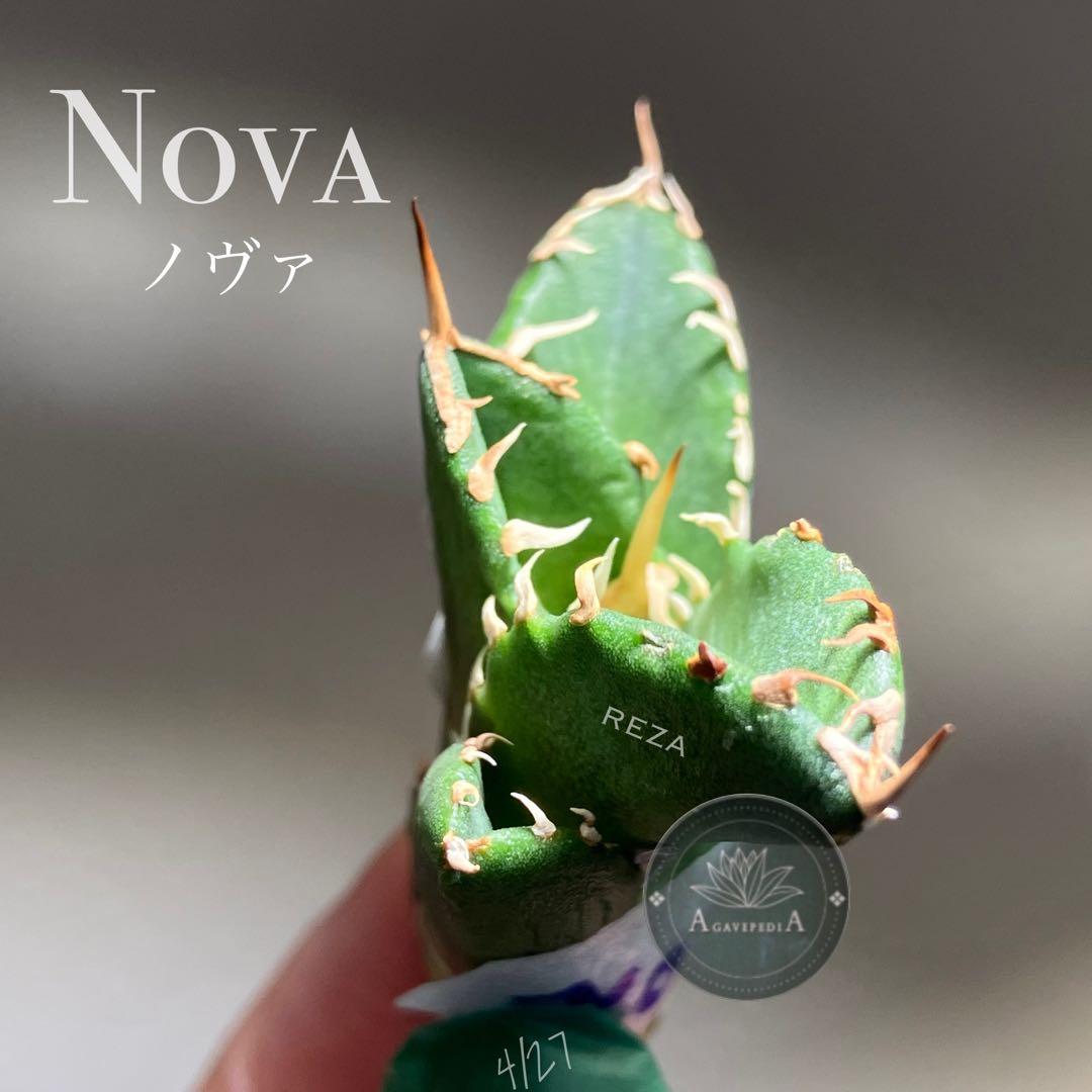 K*N様 オークション【GW限定】③匿名配送 イラン株 REZA産 アガベ No