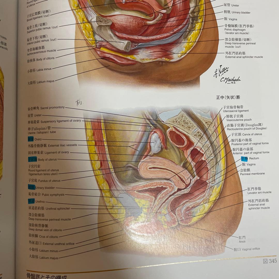 ネッター解剖学アトラス[電子書籍付](原書第7版) - メルカリ