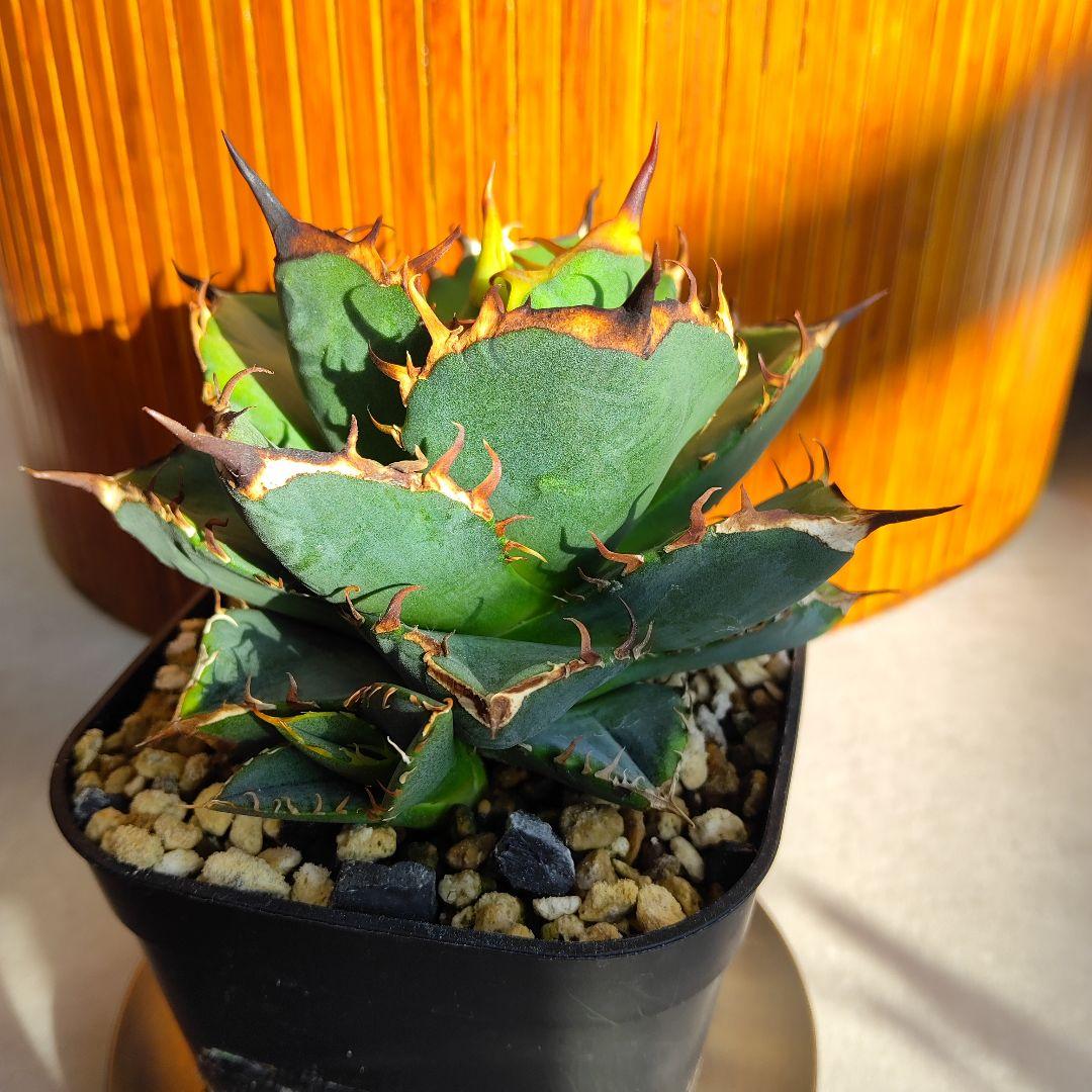 アガベ オテロイ実生選抜(メキシコ産種子)② 子株着き - メルカリ