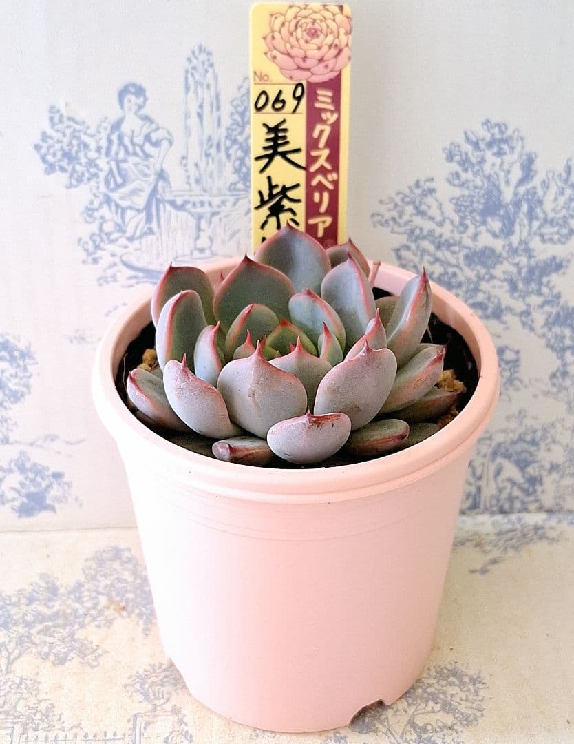 美紫妃 札付きポットごとメルカリ便おらいさん苗ミックスベリア - メルカリ