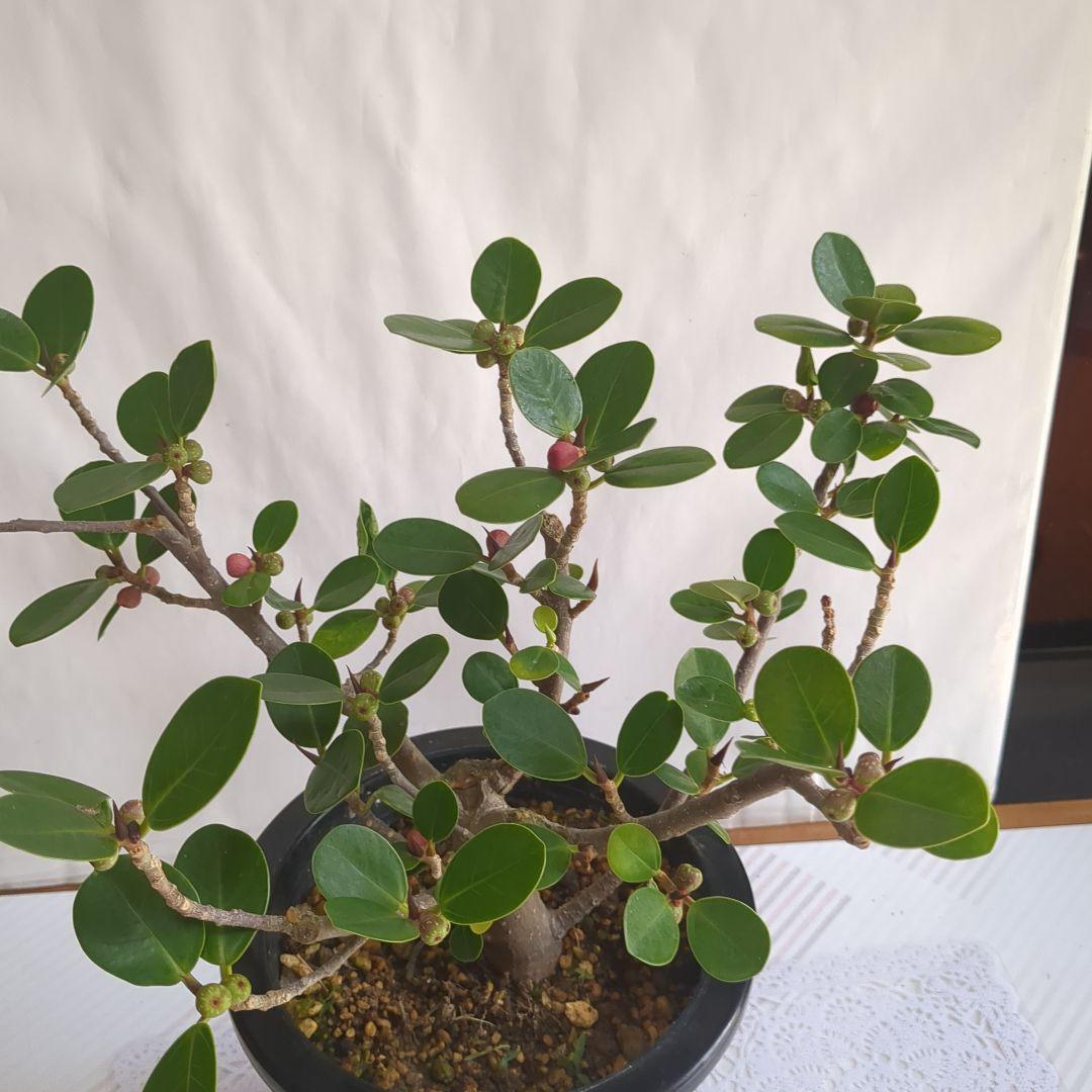 ガジュマル、パンダガジュマル。盆栽。観葉植物。鉢ごと発送致します