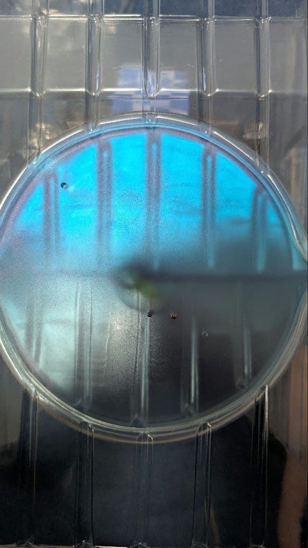 【開封済】清夏のジェネ　サマーバケーション　通常版