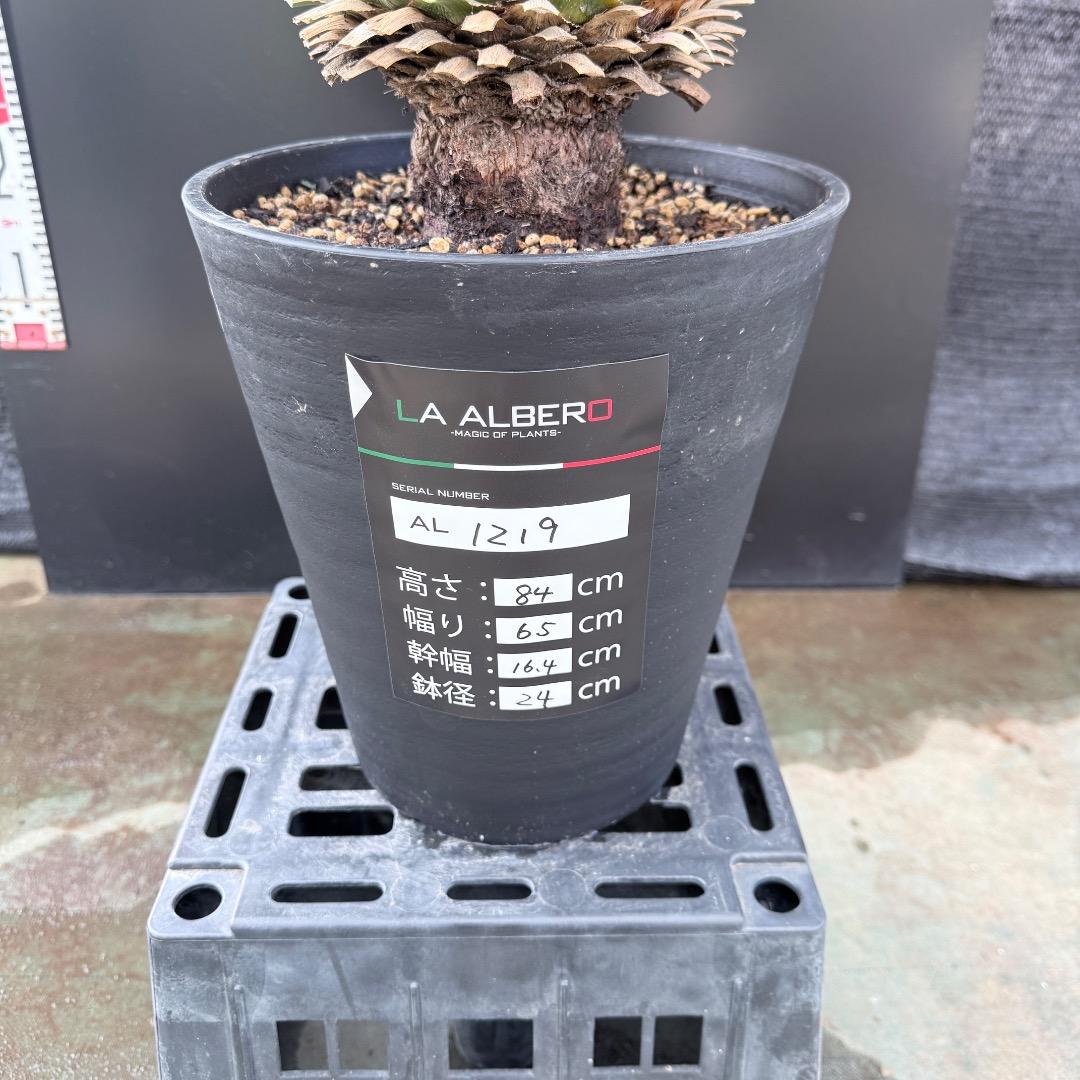 AL1219】ユッカ ロストラータ - メルカリ