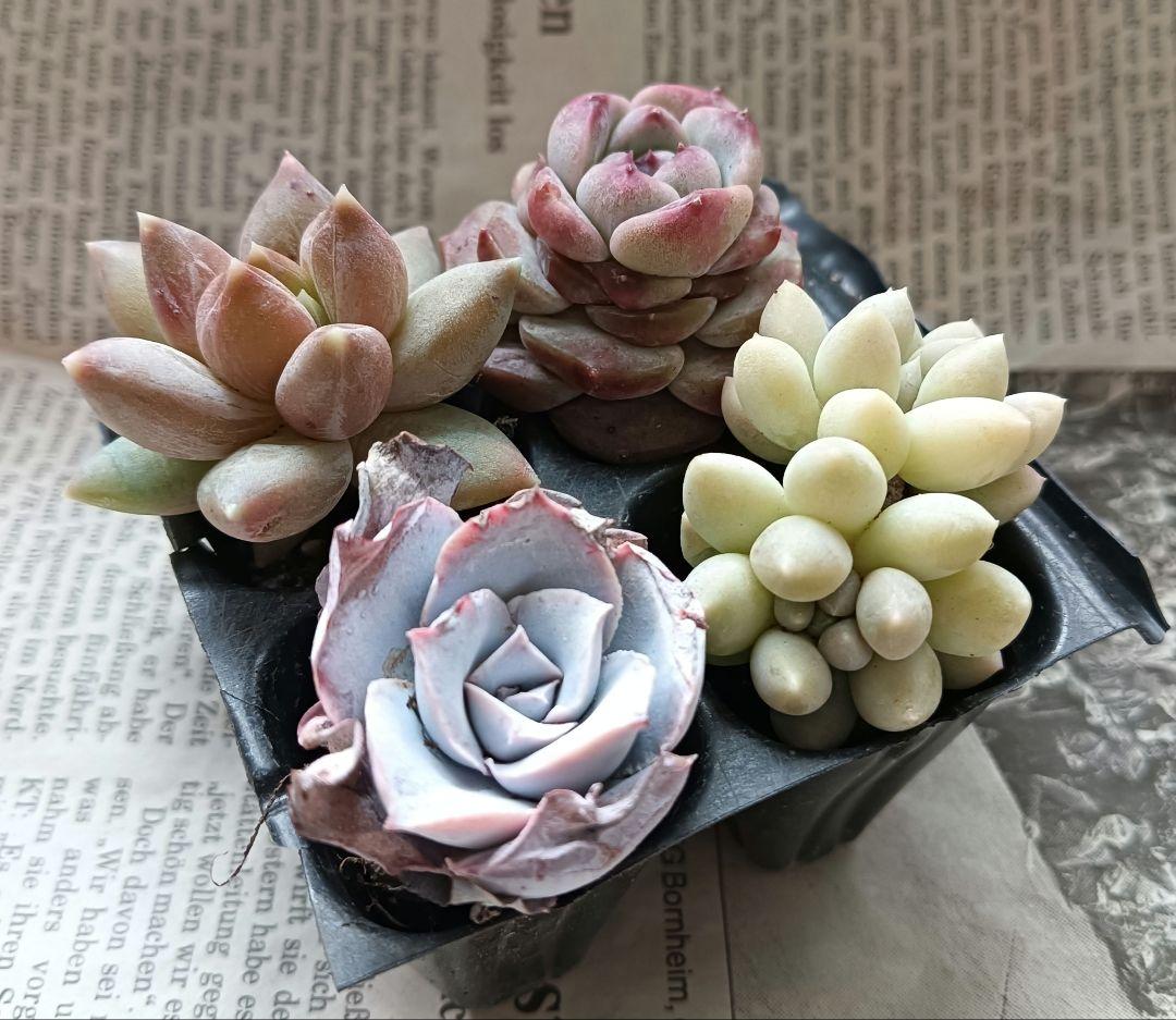 多肉植物☆子株付きカンテ エケベリア など 4種 プラグ苗セット☆寄せ
