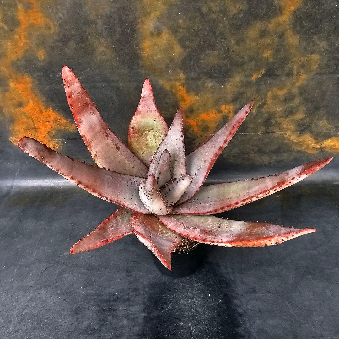 マ*ナ様 メルカリ便発送☆多肉植物 アロエ 達磨コニフェラ